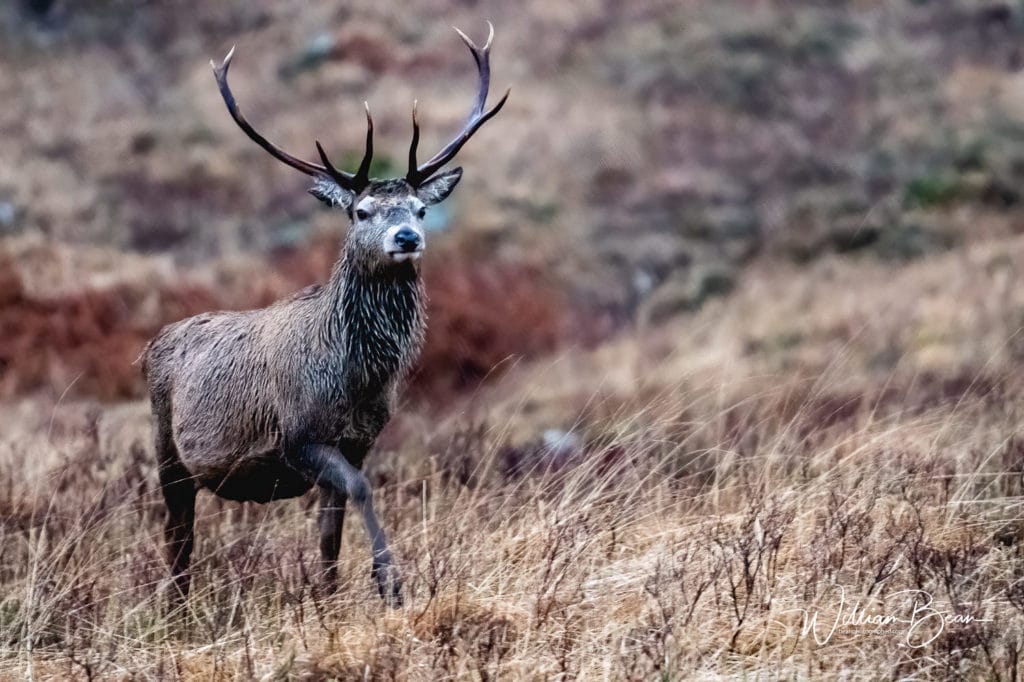 809-glencoe-landscapes-scotland-photography-stags