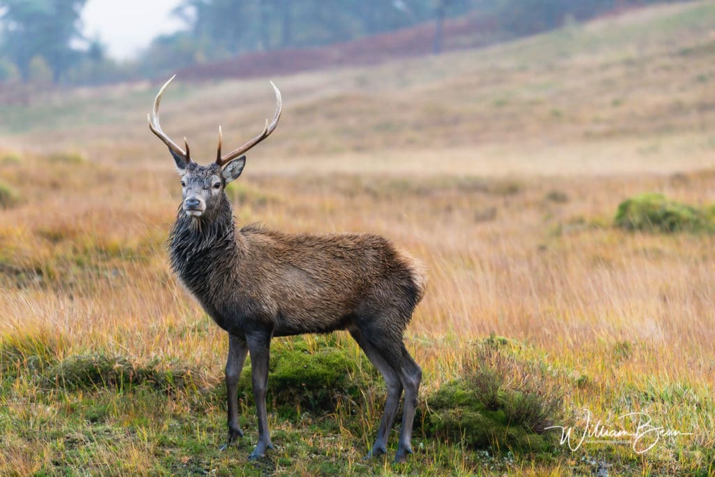 548-glencoe-stags-wildlife-photographer