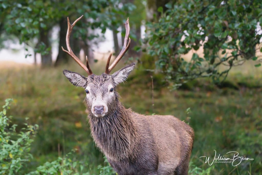 547-glencoe-stags-wildlife-photographer